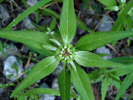 {Euphorbia dentata}